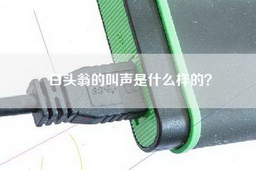 白头翁的叫声是什么样的？