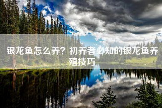 银龙鱼怎么养？初养者必知的银龙鱼养殖技巧