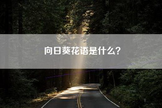 向日葵花语是什么？