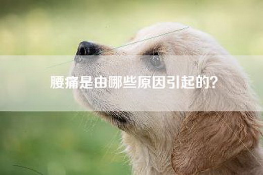 腰痛是由哪些原因引起的？