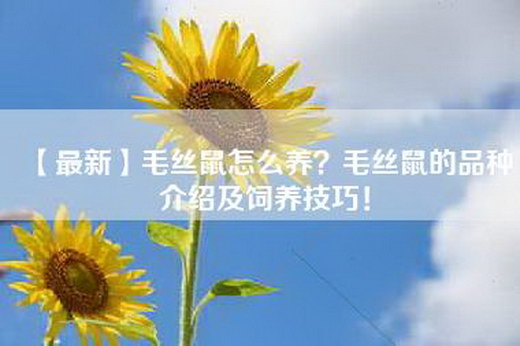 【最新】毛丝鼠怎么养？毛丝鼠的品种介绍及饲养技巧！