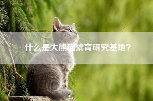 什么是大熊猫繁育研究基地？