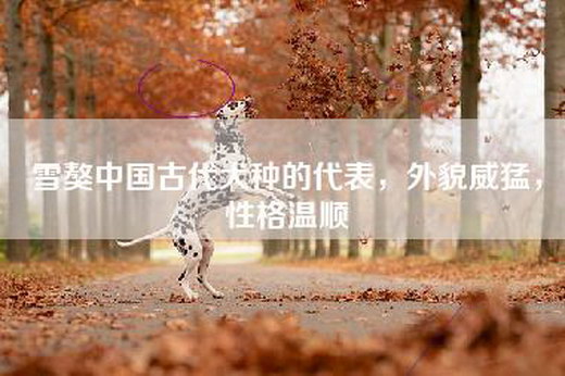 雪獒中国古代犬种的代表，外貌威猛，性格温顺