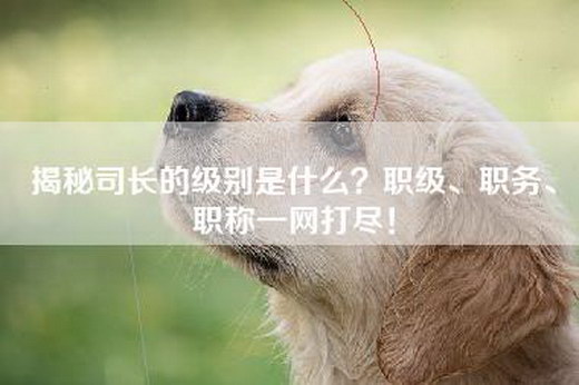 揭秘司长的级别是什么？职级、职务、职称一网打尽！