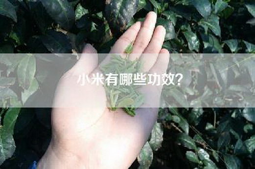 小米有哪些功效？